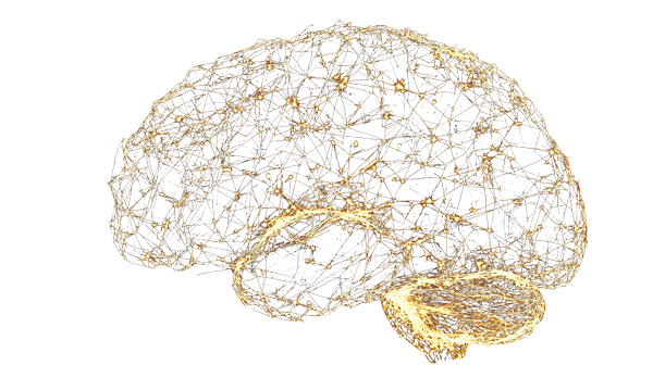 Botinsky Brain